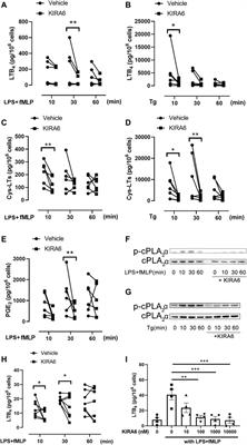 The IRE1α Inhibitor KIRA6 Blocks Leukotriene Biosynthesis in Human Phagocytes